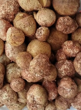 新鲜菌菇石头菇马勃菌云南野生蘑菇马皮包马屁泡现采食用菌牛眼睛