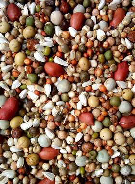 赛动力鸽粮花生幼鸽AAA无玉米赛鸽信鸽观赏鸽料5-50斤鸽子饲料