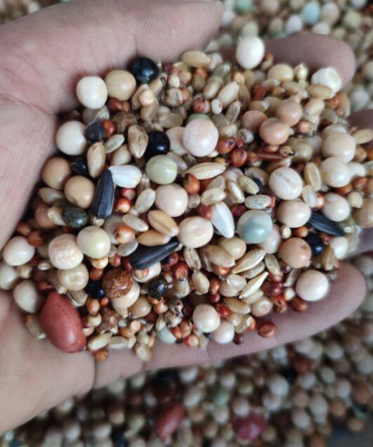 赛动力无玉米鸽粮50斤