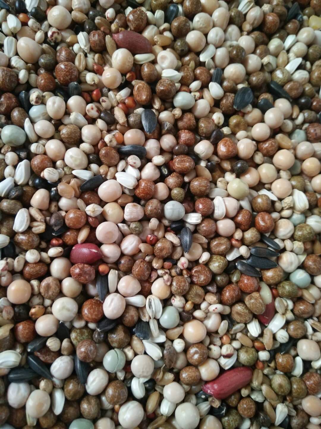 赛动力鸽粮玉米1a饲料鸟食50斤