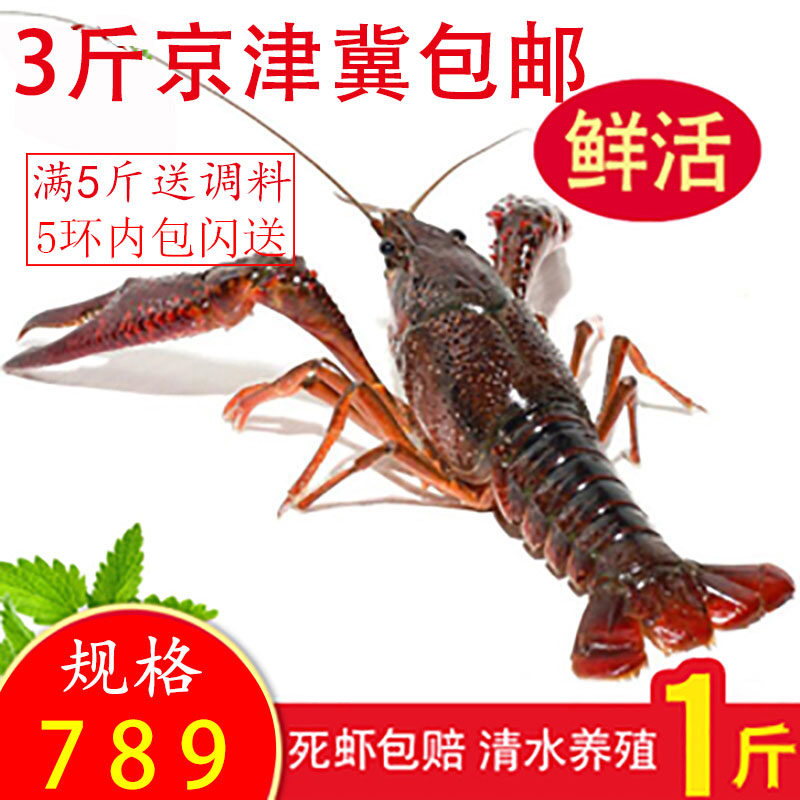 鲜活小龙虾江苏旴眙清水小龙虾规格7-9钱活虾青虾红虾 北京闪送