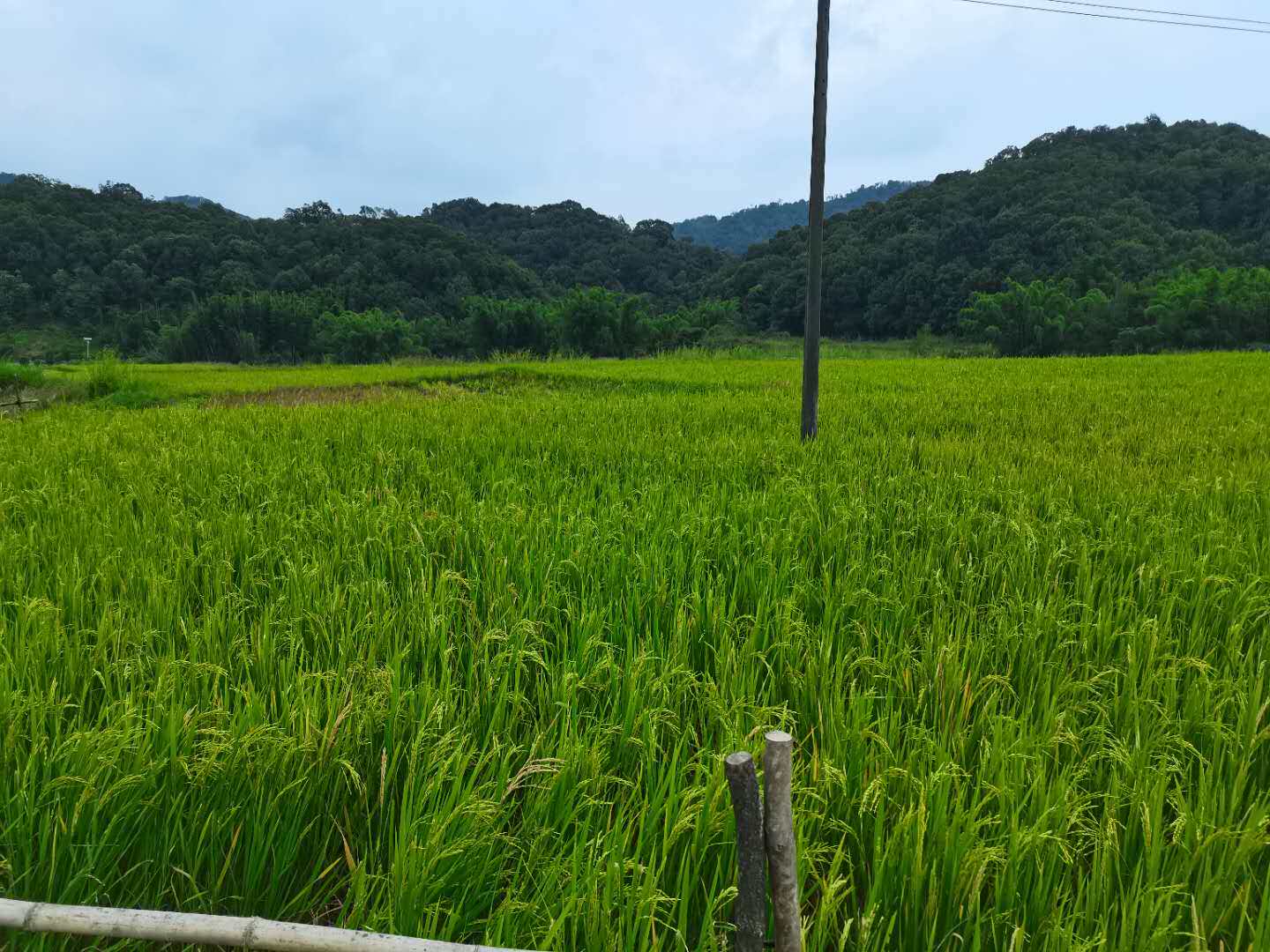 稻田土种菜专用土柴火焚烧后的泥土种植土来自万绿湖自然保护区