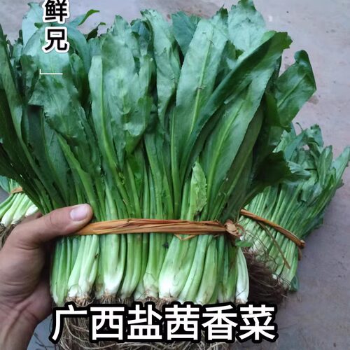 广西盐茜野香菜带根批