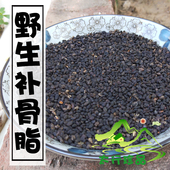 太行山深山野生补骨脂500g中药材黑故子中药补骨子中草药材婆固脂