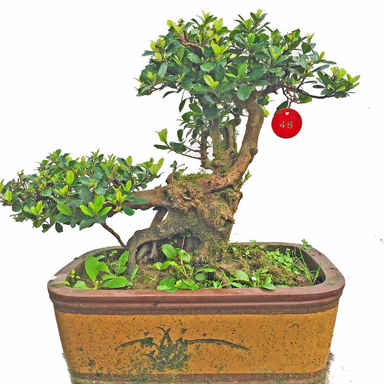 中华蚊母盆景造型老庄长期开花结籽耐寒耐阴适合室内客厅一物一拍