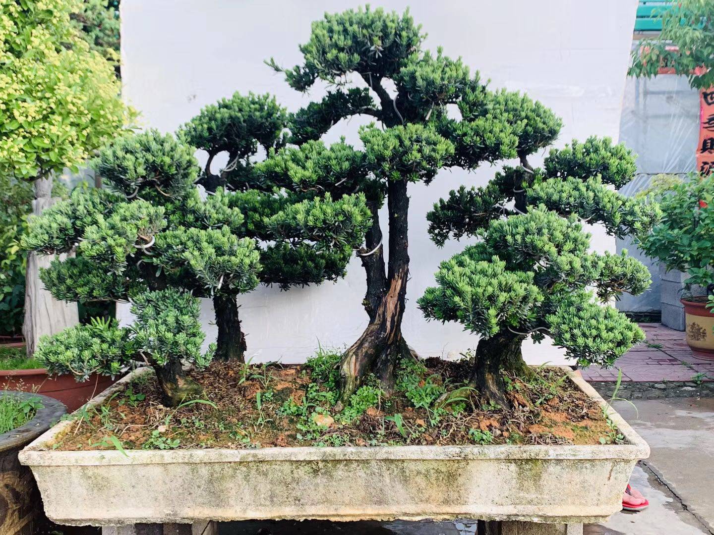 中大型精品罗汉松盆景老桩实物拍摄 米叶珍珠小叶罗汉松造型盆景