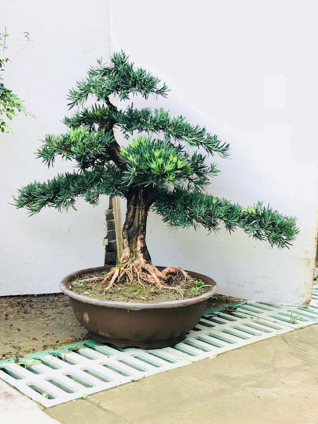 原生罗汉松盆景米罗树桩小叶雀舌罗汉松造型庭院室内盆景实物拍摄