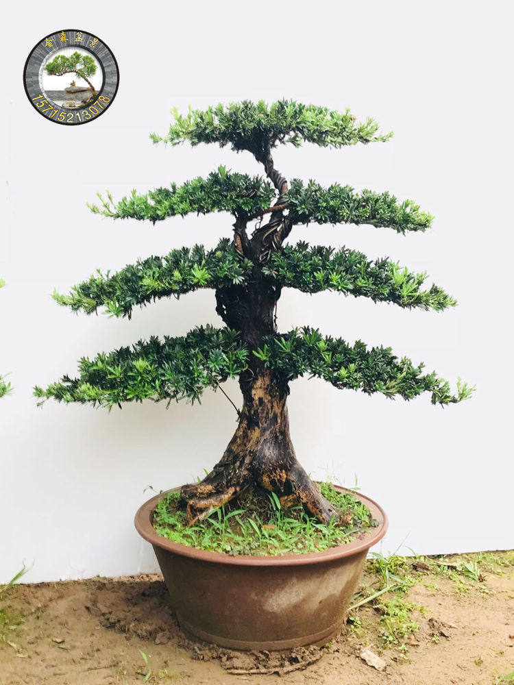 米叶罗汉松盆景小叶雀舌罗汉松树桩盆景造型庭院室内盆栽植物