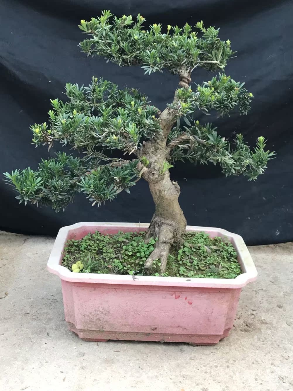 珍珠罗汉松 小叶米叶罗汉松珍珠菊花罗汉树桩庭院盆景