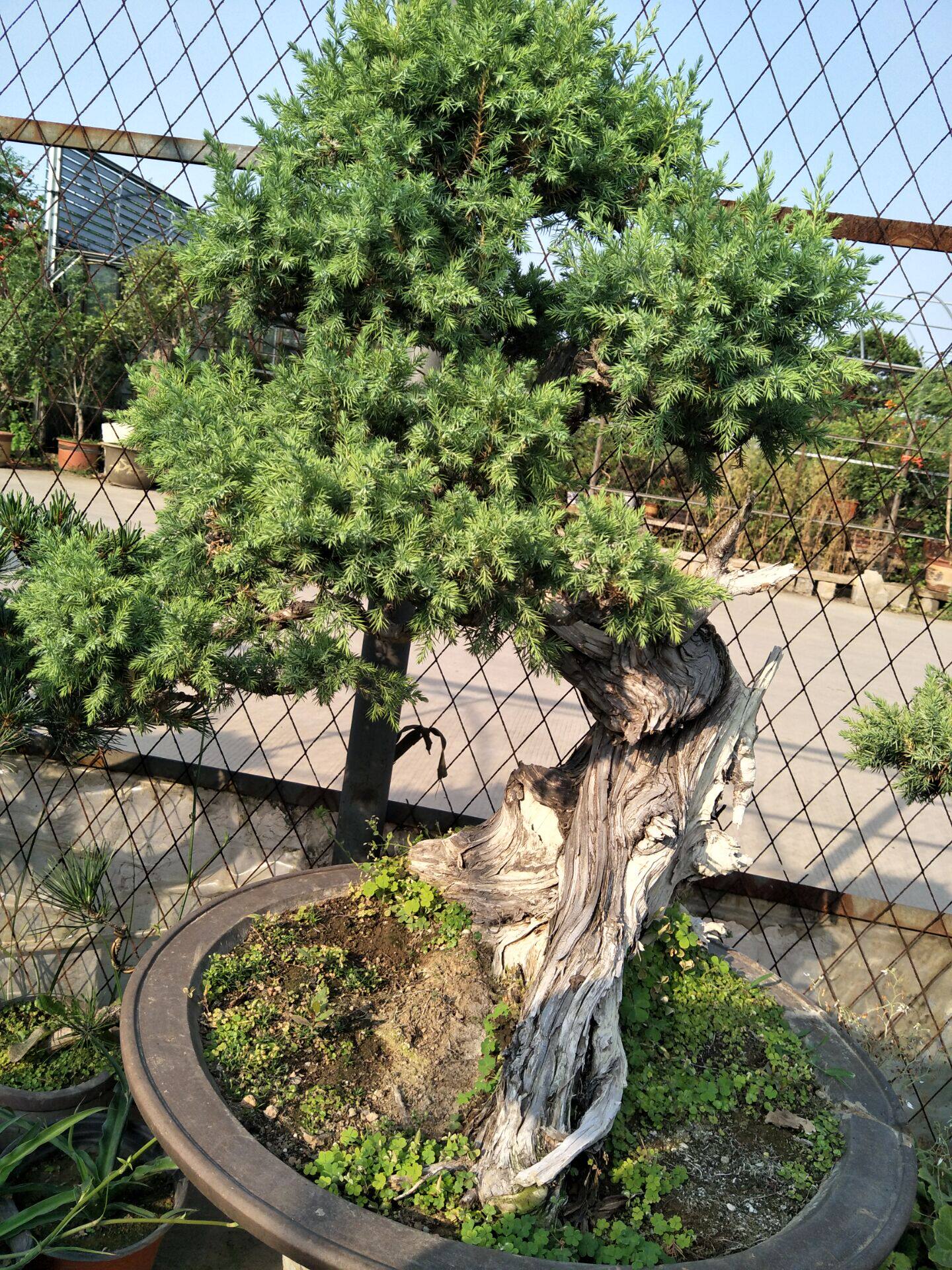 实拍刺柏盆景 宛若天成地柏真柏盆景 别墅书房阳台客厅专用绿植