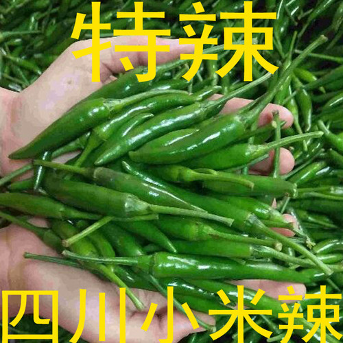 正宗四川小米椒青朝天椒特辣新鲜现摘发货 - 封面