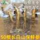 50根长白山保鲜人参带皮14克一根保鲜参新鲜小人参50根 包邮