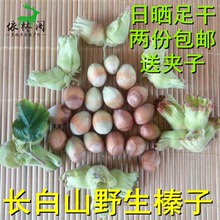 长白山野生榛子新货东北新鲜大小都有晒干生大榛子炒熟榛子