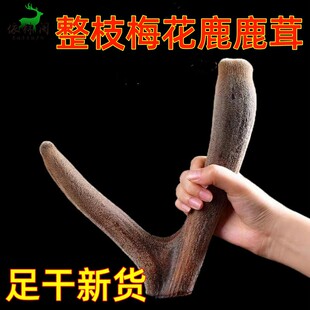 吉林梅花鹿茸整枝鹿茸头茬干鹿茸二杠鹿茸整枝非排血茸鹿茸段可切
