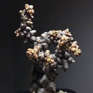 绿阳新意 herrei厚敦菊属多肉植物块根植物盆栽 蛮鬼塔Othonna