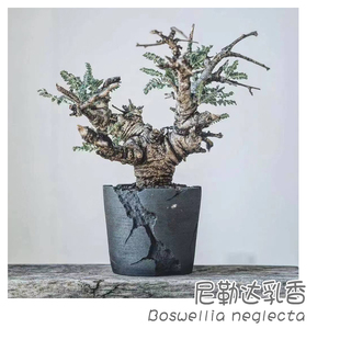 绿阳新意 尼勒达乳香Boswellia neglecta多肉块根植物橄榄乳香