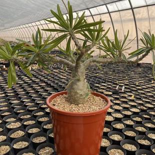 gracilius 绿阳新意 var. rosulatum 棒槌树属 象牙宫Pachypodium