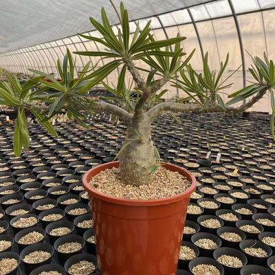 象牙宫棒槌树属块根植物