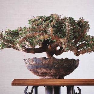 刺月界 绿阳新意 格斯龙骨葵 crassicaulis 块根植物 Monsonia