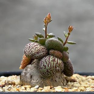 景天科块根植物 nolteei奇峰锦属薛辉圣塔 绿阳新意 Tylecodon