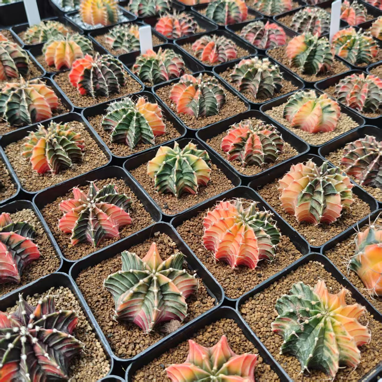 绿阳新意 AS泰系肋骨锦 仙人多肉植物