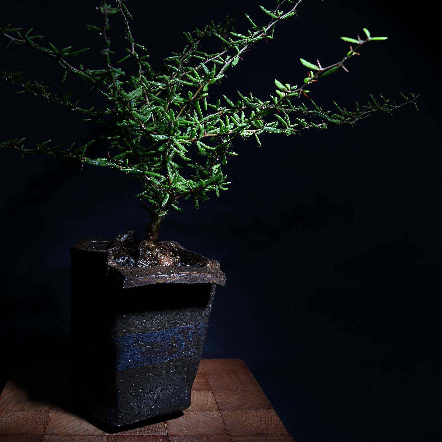 绿阳新意 卧野龙 Alluaudiopsis marnieriana 枝龙木属龙树品种