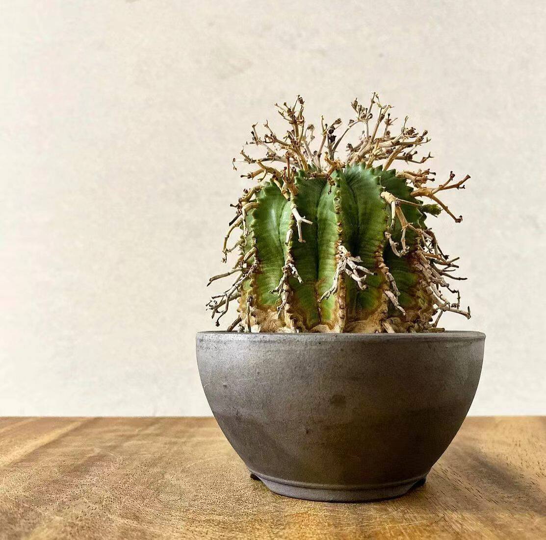 绿阳新意 法丽达大戟Euphorbia valida 大戟科多肉块根植物法利达
