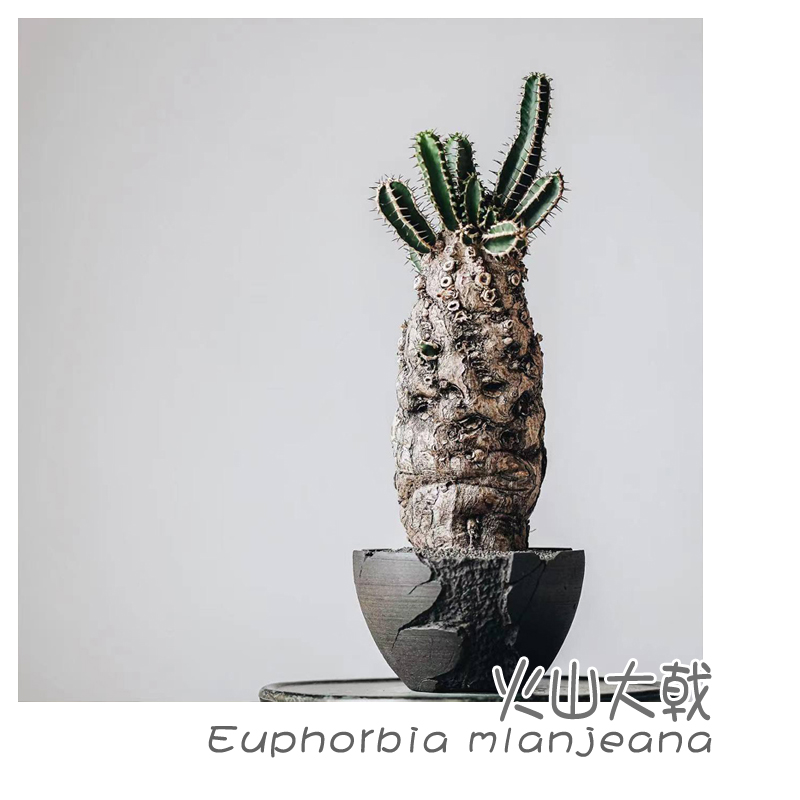 火山大戟多肉植物块根植物盆栽