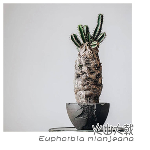 绿阳新意 mlanjeana块根植物大戟属实生植物 火山大戟Euphorbia