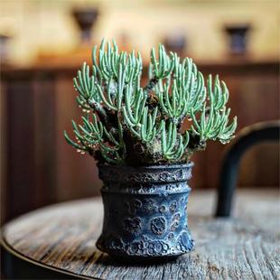 景天科奇峰锦属 pearsonii 块根植物盆栽 白象Tylecodon 绿阳新意