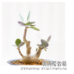 厚敦菊属多肉块根植物 triplinervia 绿阳新意 美尻厚敦菊Othonna