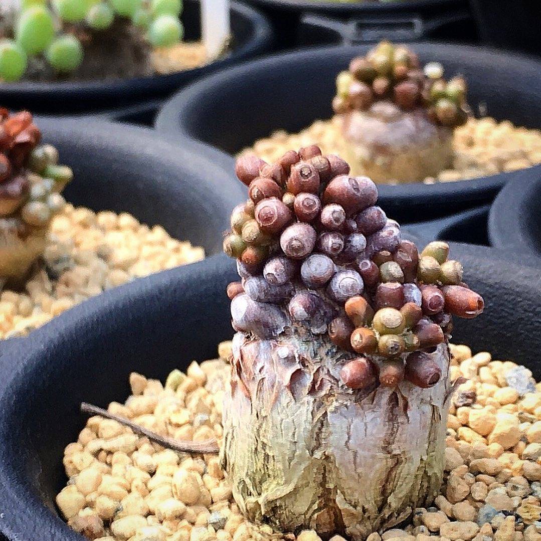 绿阳新意 装甲厚敦菊Othonna armiana菊科厚敦菊属小型种块根植物