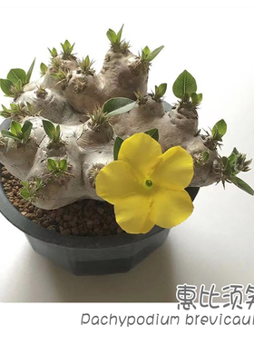 绿阳新意惠比须笑(黄花)Pachypodium brevicaule多肉植物块根植物