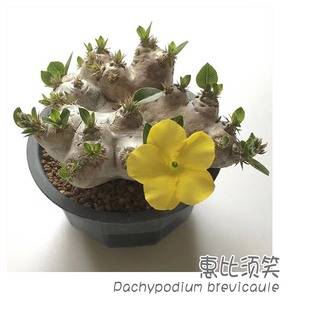 brevicaule多肉植物块根植物 Pachypodium 绿阳新意惠比须笑 黄花