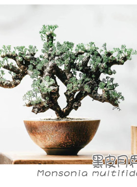 黑皮月界多肉块根植物阳台
