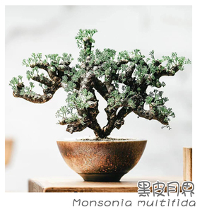 绿阳新意 multifida凤嘴葵属块根植物一物一拍 黑皮月界Monsonia