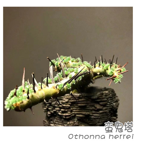 绿阳新意刺月界Monsonia herrei块根植物盆栽实生一物一拍