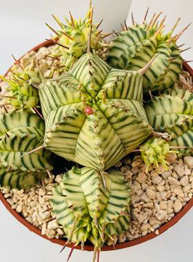 绿阳新意贵青玉锦斑马大戟Euphorbia meloformis variegata大戟属