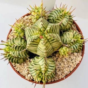 绿阳新意贵青玉锦斑马大戟Euphorbia variegata大戟属 meloformis