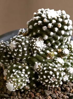 绿阳新意 仙人掌科龙爪球属墨蝶copiapoa humilis ssp.tenuissina