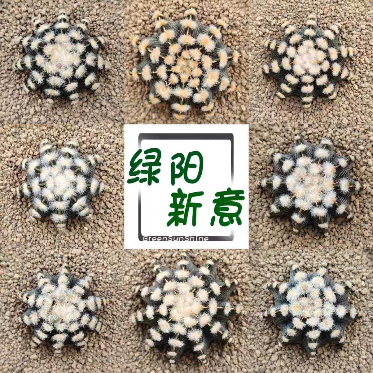 绿阳新意 高绒VOS肋骨牡丹 仙人掌植物泰系精品裸萼球属