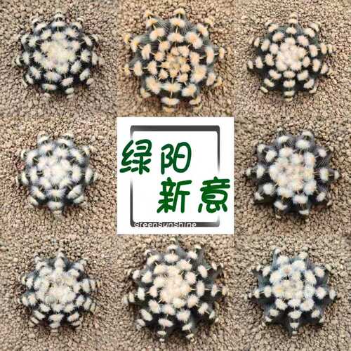 肋骨牡丹泰系精品VOS高绒