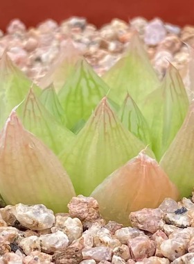 绿阳新意 原始种12卷 Haworthia spect nov IB8531 小型原始瓦苇