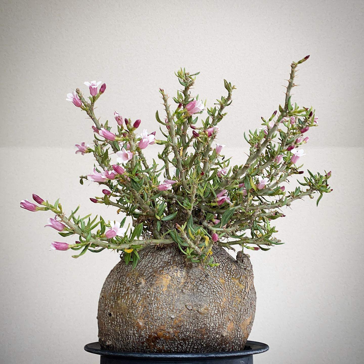 绿阳新意 双刺瓶干Pachypodium bispinosum 夹竹桃科多肉块根植物