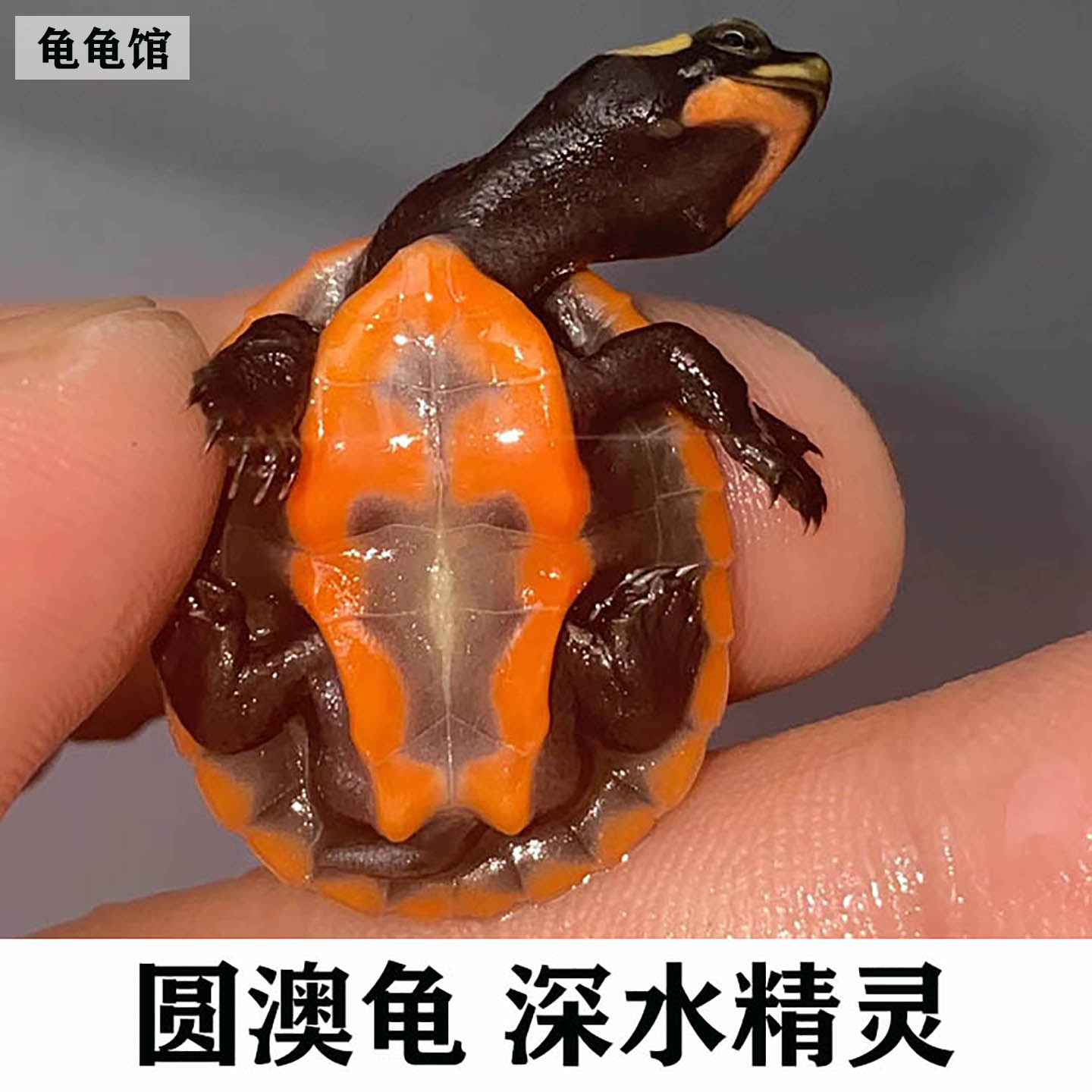 圆澳龟深水宠物龟红腹圆澳龟