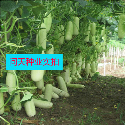 赛亚丽518白水果黄瓜好种种子