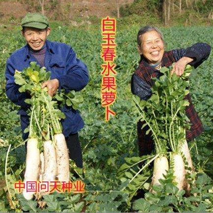韩国萝卜水果高产口感好种子