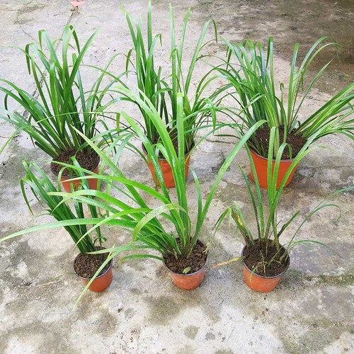 贵州山奈可盆栽土植水养五香草沙姜狗回香菖蒲随手香耐寒绿植盆景