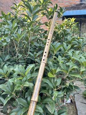 湘妃竹八孔洞箫G调音准好吹通口专业精品 箫
