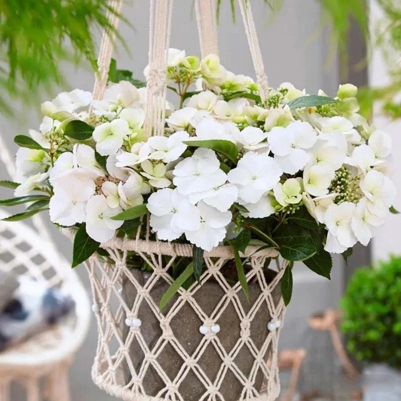 【老花医】逃跑新娘绣球盆栽花卉绿植藤本绣球花原盆原土四季植物